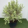 Pittosporum Elizabeth - 10 Litre