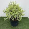 Pittosporum ten. 'Variegata' - 10 Litre