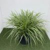 Carex morr. Ice Dance - 10 Litre