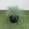 Festuca gautieri - 2 Litre