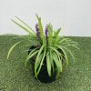 Liriope musc. 'Royal Purple' - 2 Litre