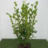 Griselinia litt. Green Horizon - 10 Litre