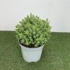 Hebe topiaria - 5 Litre