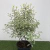 Pittosporum ten. Silver Queen - 15 Litre