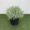 Santolina chamaecyparissus - 2 Litre