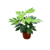 Fatsia jap. Spiders Web - 5 Litre