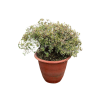 Abelia chinensis. Variegata - 10 Litre
