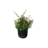 Abelia grandiflora - 7.5 Litre