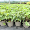 Alchemilla mollis - 2 Litre