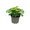 Alchemilla mollis - 2 Litre