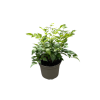 Astilbe (J) 'Europa' - 2 Litre