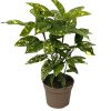Aucuba jap. Variegata - 2 Litre