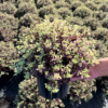 Pittosporum ten. 'Bannow Bay' - 7.5 Litre