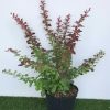 Berberis thun. Golden Ring - 5 Litre