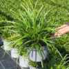 Carex morr. Ice Dance - 5 Litre