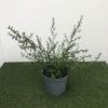 Ceanothus Italian Skies - 5 Litre