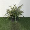 Ceanothus thy. Repens - 5 Litre