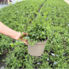 Ceanothus thy. repens - 5 Litre