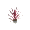 Cordyline aust. Paso Doble - 5 Litre