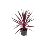 Cordyline aust. Pink Passion - 5 Litre