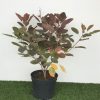 Cotinus cog. Grace - 5  Litre
