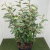 Elaeagnus ebb. 'Compacta' - 15 Litre