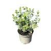 Euonymus fort. 'Emerald Gaiety' - 2 Litre
