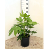 Fatsia japonica - 5 Litre (Available Week 17)