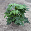 Fatsia japonica - 5 Litre