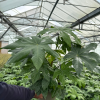 Fatsia japonica - 5 Litre