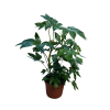 Fatsia japonica - 5 Litre