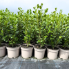 Griselinia litt. 'Green Horizon' - 10 Litre