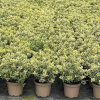 Hebe fran. 'Variegata' - 7.5 Litre