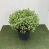 Hebe topiaria - 10 Litre