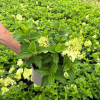 Hydrangea pan. 'Silver Dollar' - 5 Litre