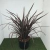 Phormium Bronze Baby - 15 Litre