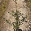 Ilex aquifolium - 5 Litre