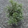 Pieris jap. White Rim - 3 Litre