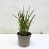 Imperata cylindrica 'Red Baron' - 2 Litre