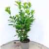 Prunus lauro. Novita - 5 Litre