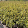 Osmanthus heter. 'Variegatus' - 5 Litre