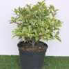Osmanthus heter. 'Goshiki' - 5 Litre