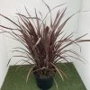 Phormium 'Bronze Baby' - 10 Litre