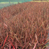 Phormium ten. 'Evening Glow' - 5 Litre