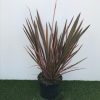 Phormium Rainbow Queen - 5 Litre