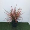 Phormium ten. 'Sundowner' - 10 Litre