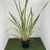 Phormium ten. Variegata - 15 Litre