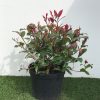 Photinia fras. Little Red Robin - 5 Litre