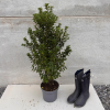 Pittosporum 'Irish Luck' - 5 Litre