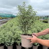 Pittosporum ten. 'Silver Queen' - 10 Litre